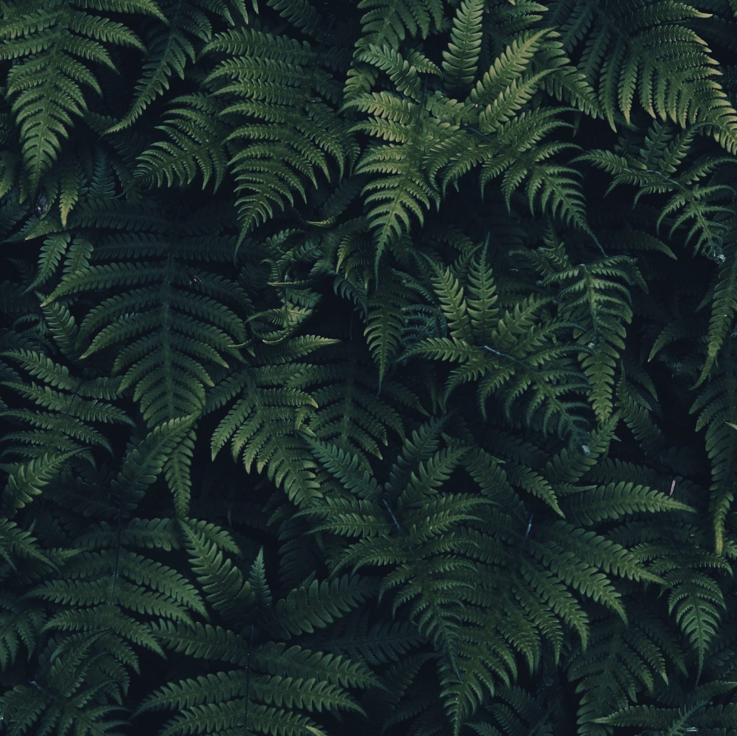 full-frame-shot-fern-leaves